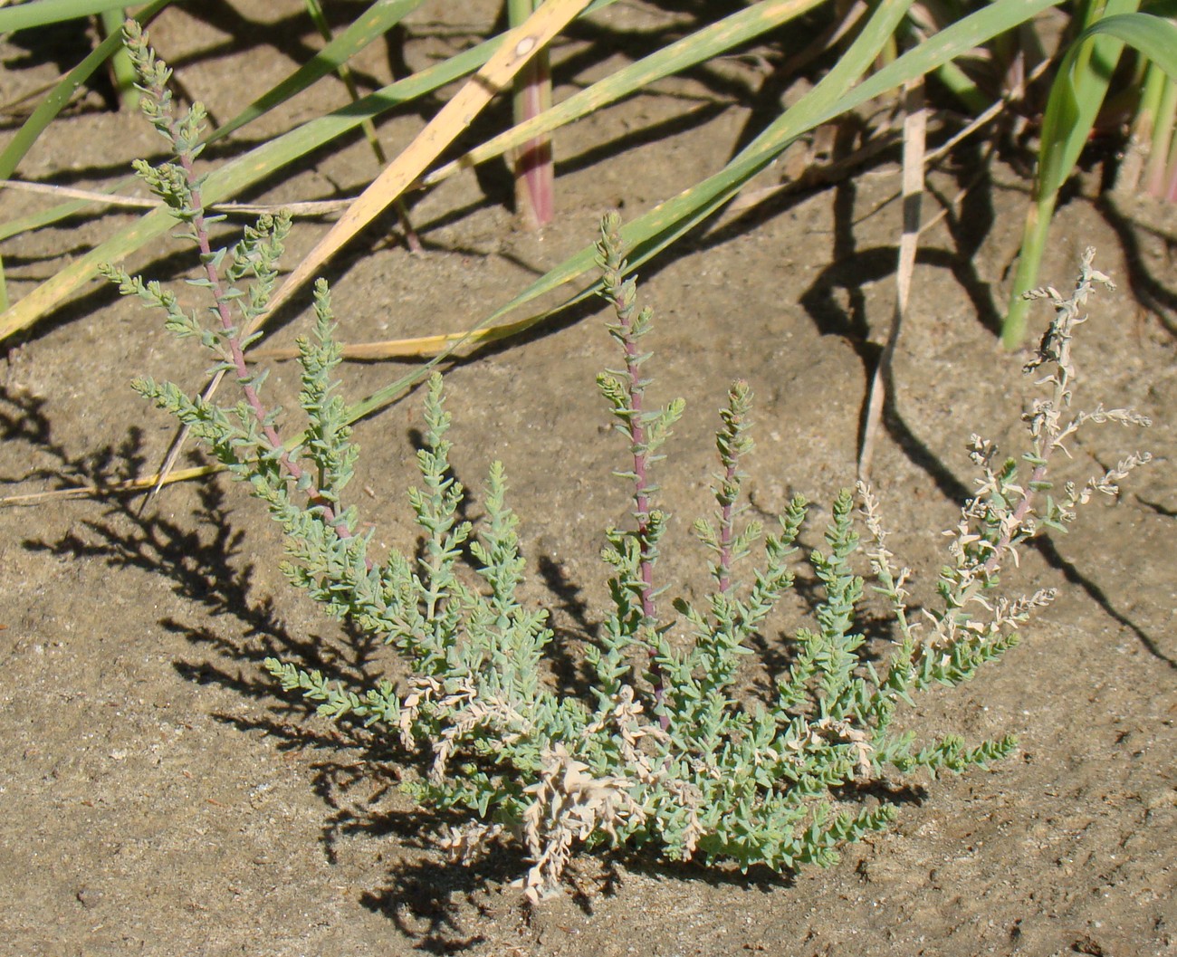 Изображение особи Myricaria bracteata.