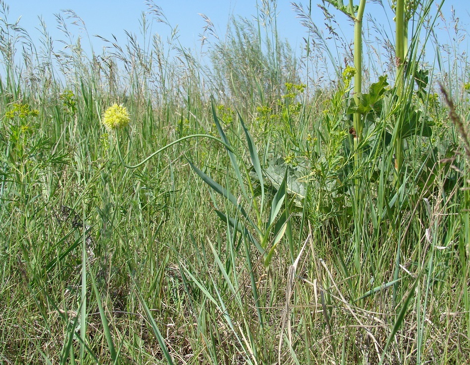 Изображение особи Allium obliquum.