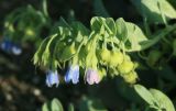 Mertensia maritima