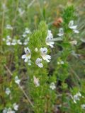 genus Euphrasia. Верхушка цветущего растения. Казахстан, Восточно-Казахстанская обл, окр. г. Риддер, на склоне горы, поросшей травой. 06.08.2016.