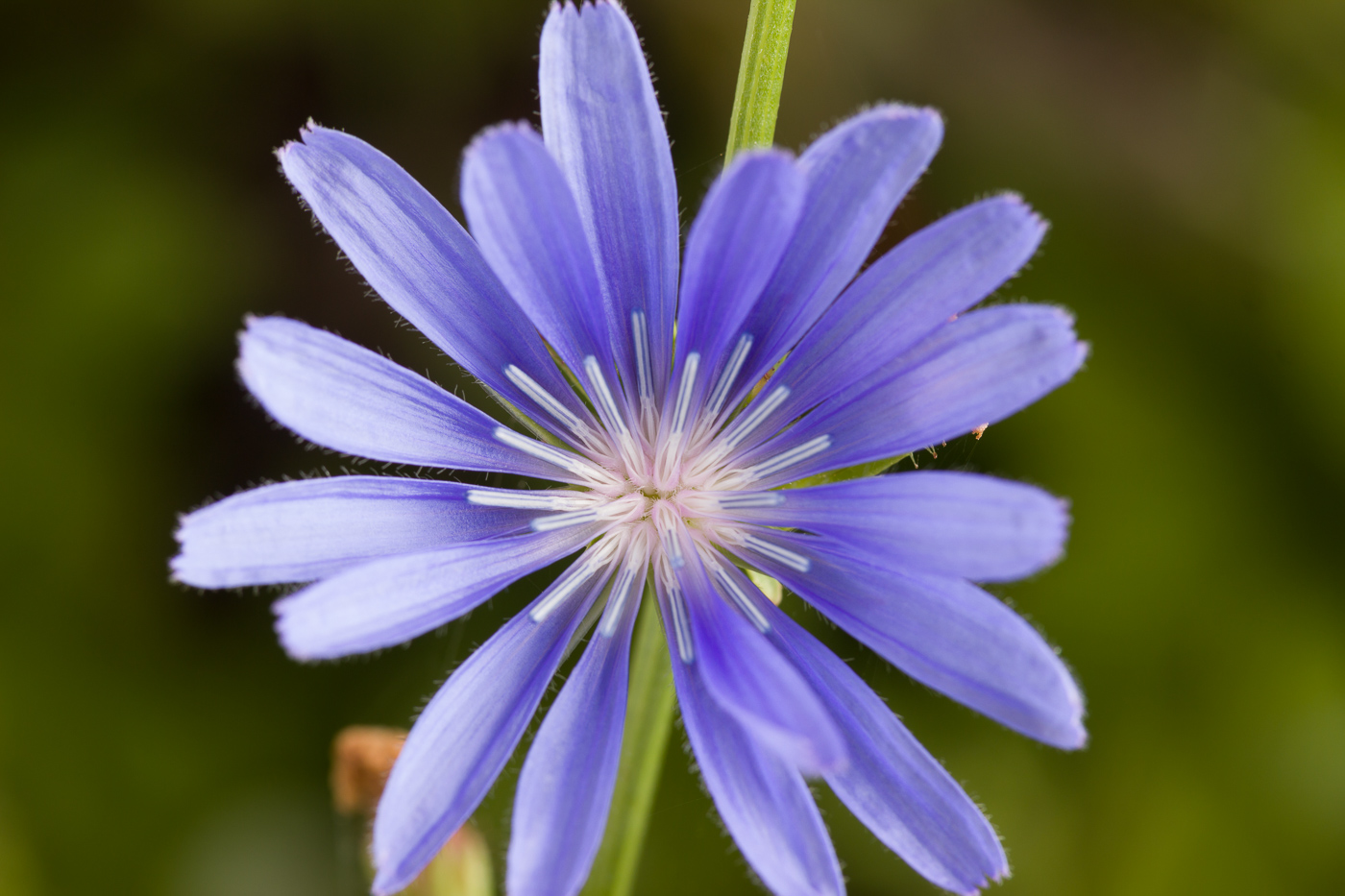 Image of Cichorium intybus specimen.