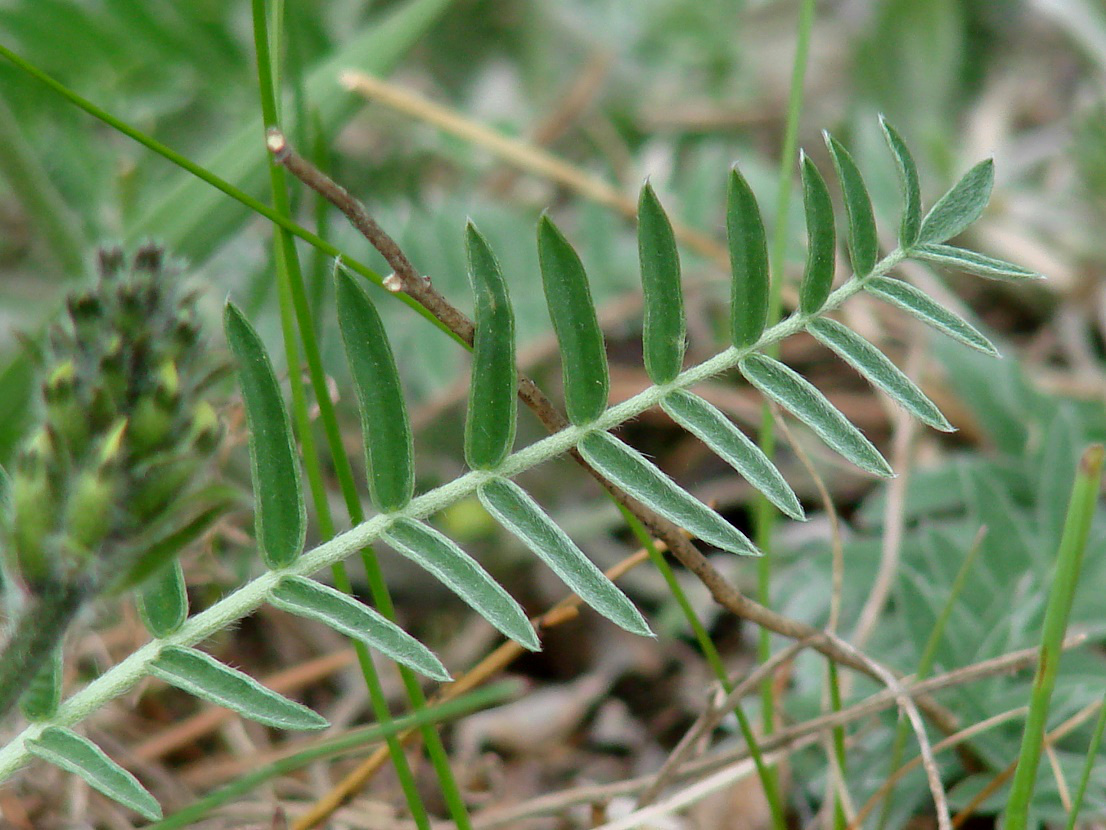 Изображение особи Oxytropis strobilacea.