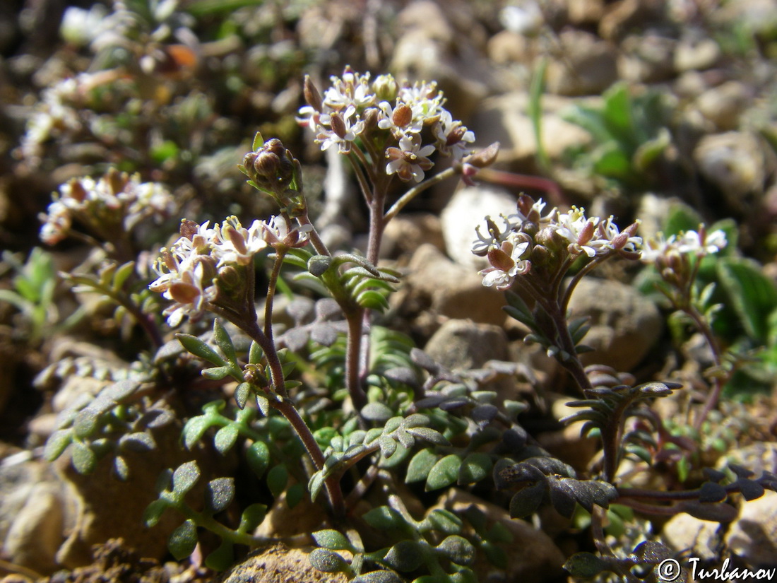 Image of Hornungia petraea specimen.