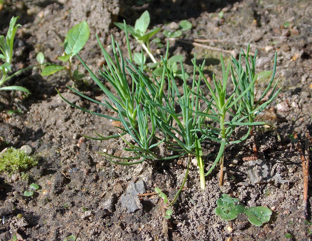 Image of Pinus uncinata specimen.