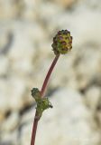 Poterium sanguisorba. Верхушка расцветающего растения. Молдова, Оргеевский р-н, окр. с. Требужены. 08.05.2015.
