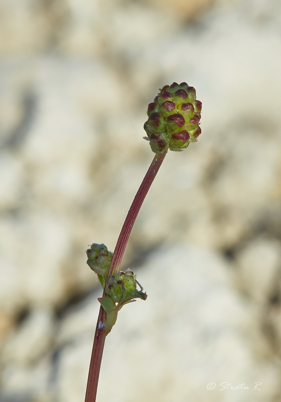 Изображение особи Poterium sanguisorba.