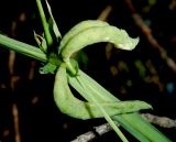 Lathyrus miniatus