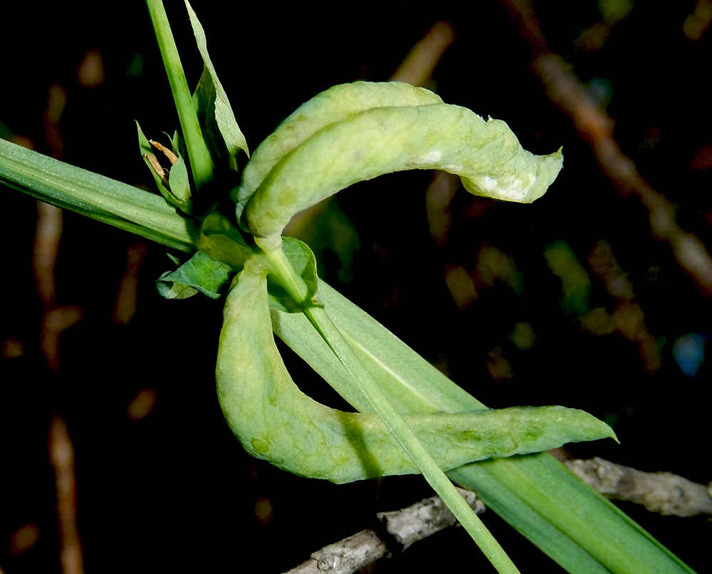 Изображение особи Lathyrus miniatus.