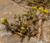 Sedum urvillei