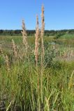 Calamagrostis