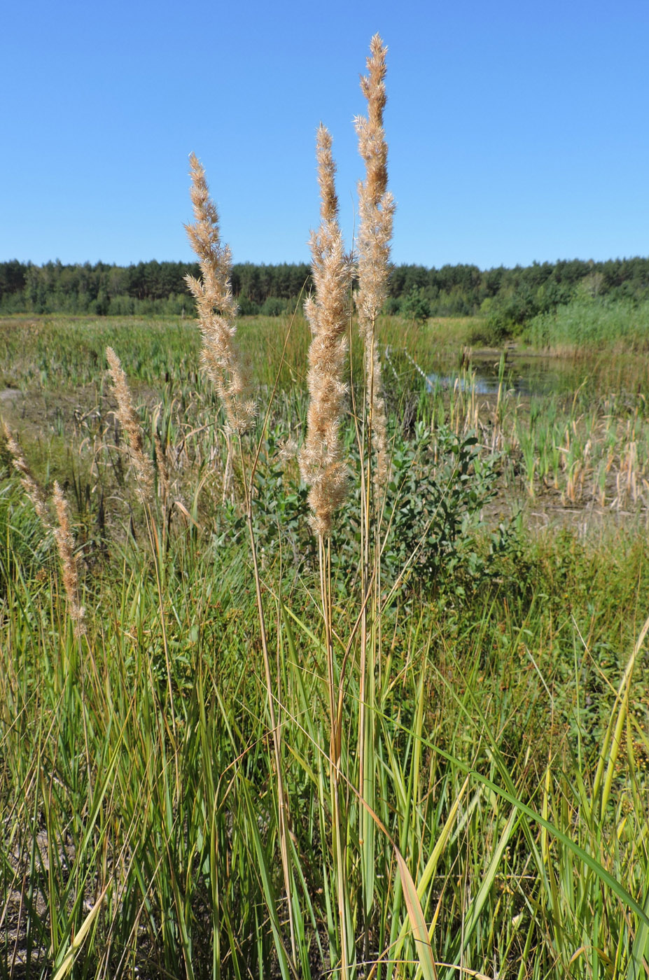 Изображение особи род Calamagrostis.