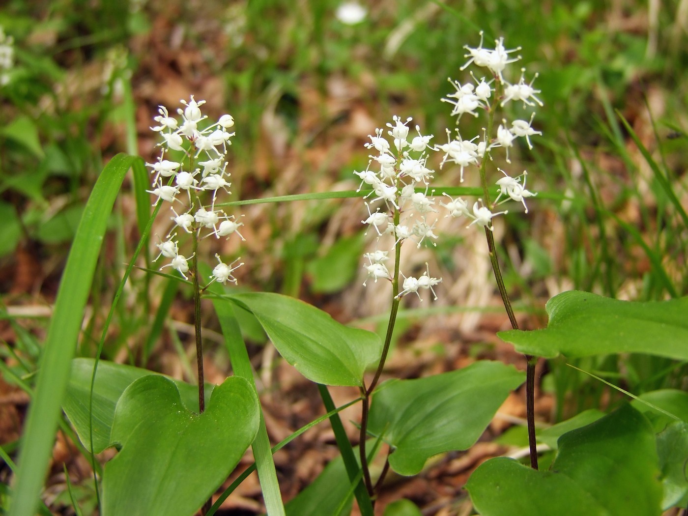 Изображение особи Maianthemum bifolium.