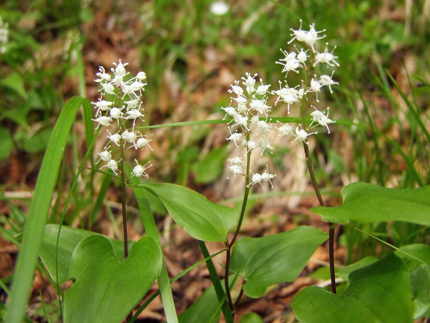 Image of Maianthemum bifolium specimen.