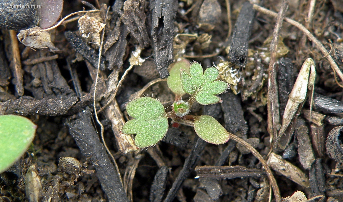 Изображение особи Potentilla argentea.