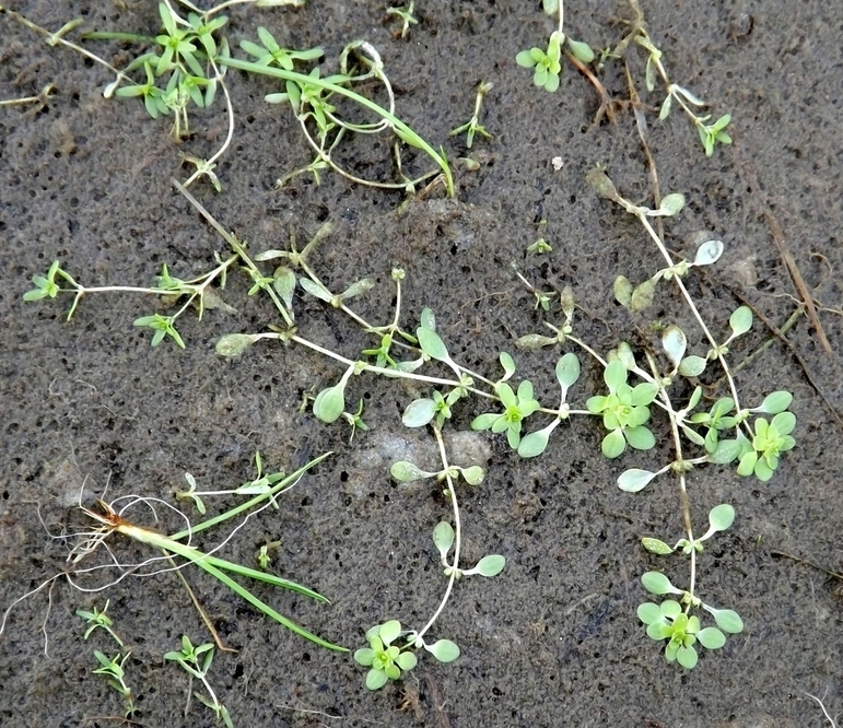 Image of Callitriche palustris specimen.