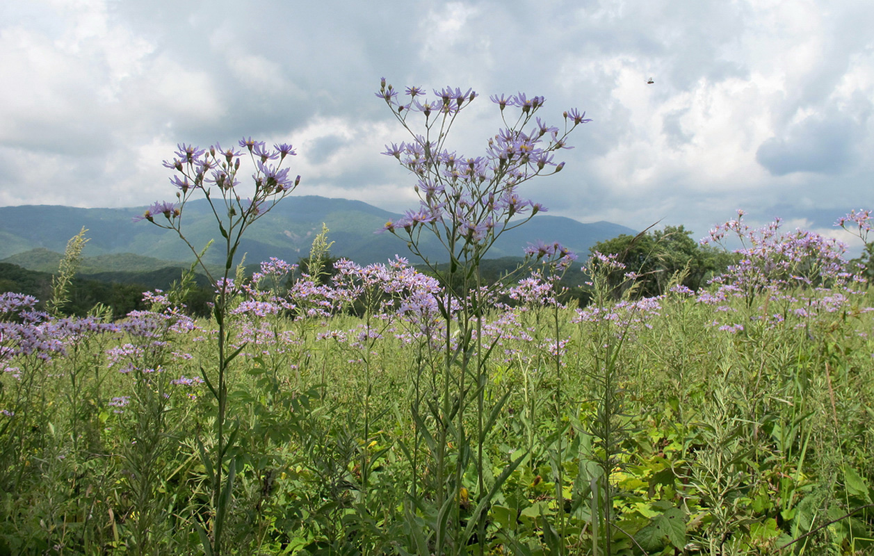 Изображение особи Aster tataricus.