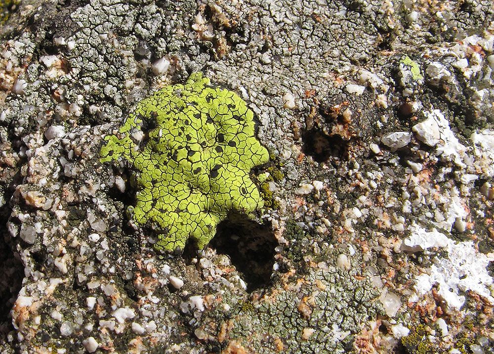 Image of Rhizocarpon geographicum specimen.