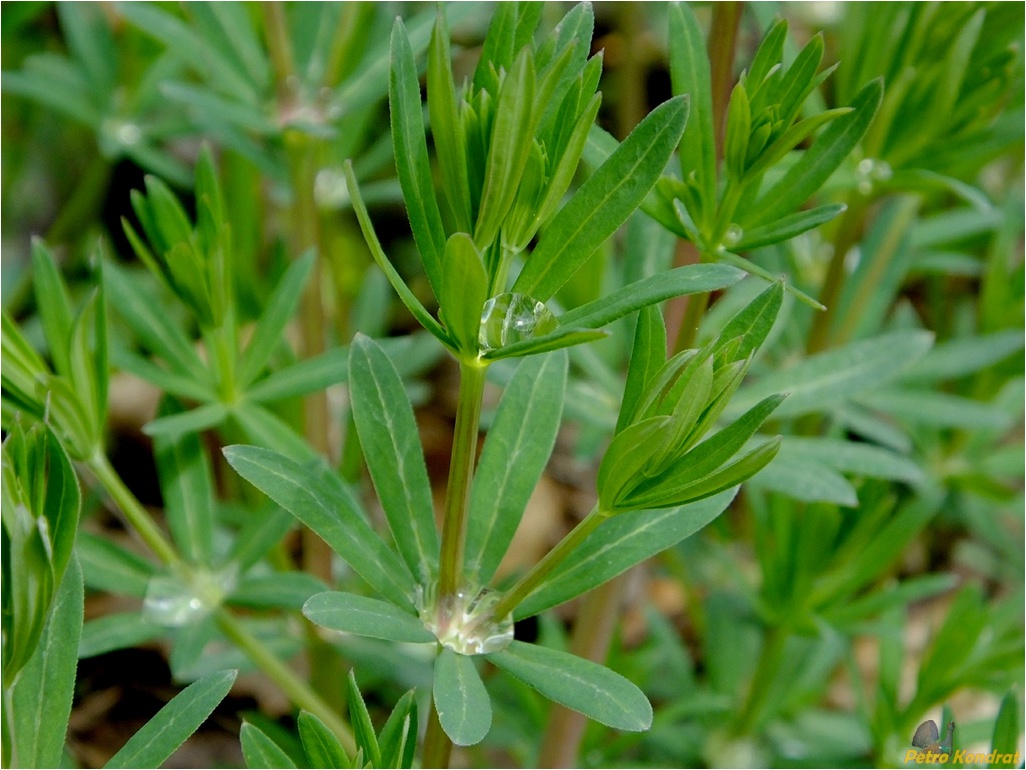 Изображение особи род Galium.