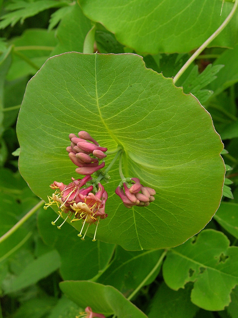 Image of Lonicera dioica specimen.