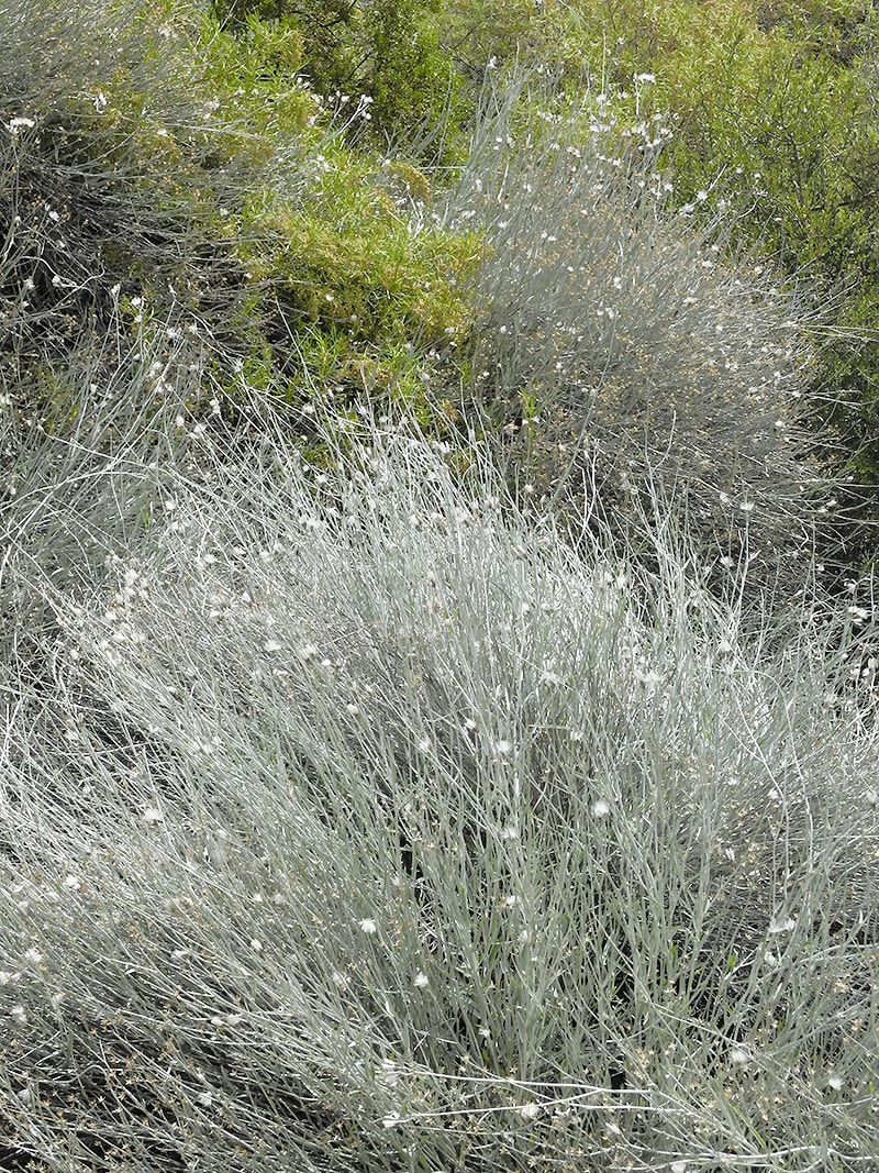 Image of Hyalis argentea specimen.