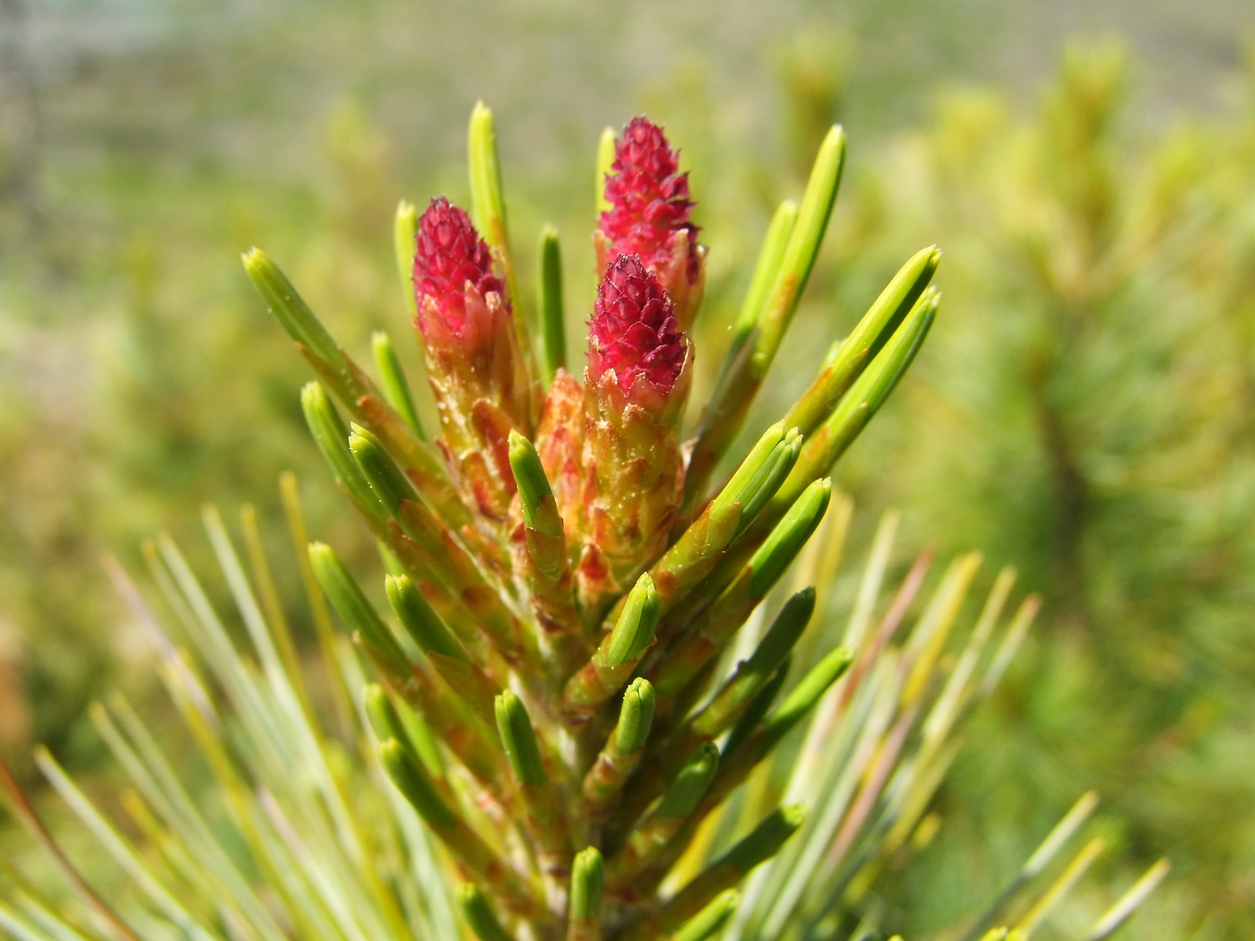 Image of Pinus pumila specimen.