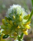 Astragalus vulpinus