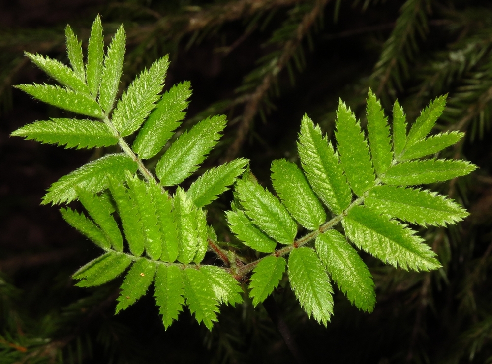 Image of Sorbus aucuparia specimen.