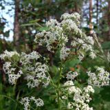 Galium boreale