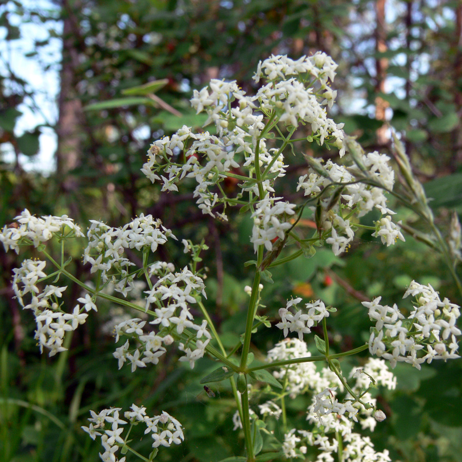 Изображение особи Galium boreale.