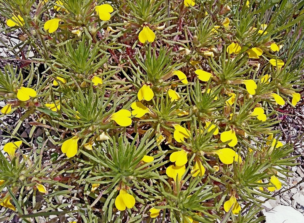 Image of Ajuga glabra specimen.