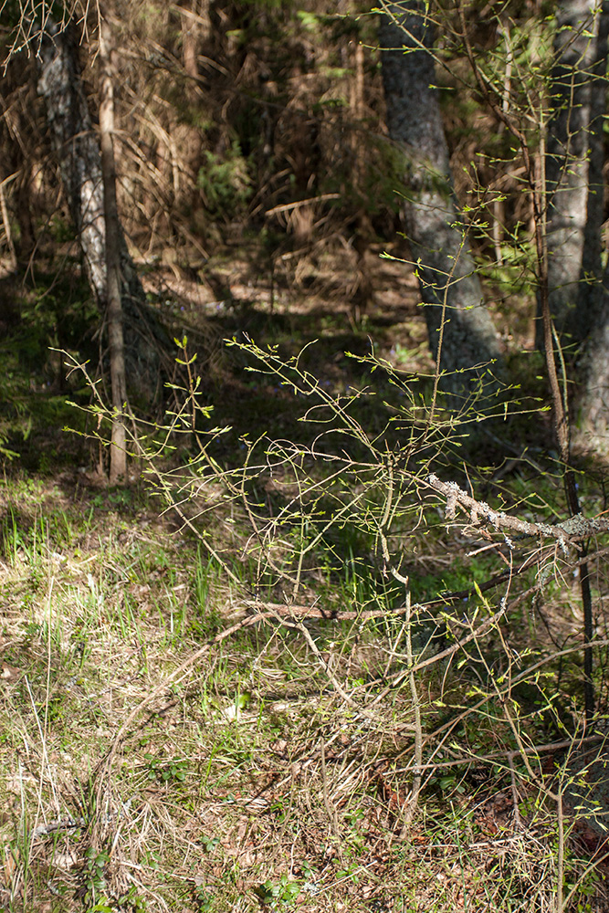 Image of Euonymus verrucosus specimen.