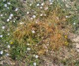 genus Cuscuta. Растения, паразитирующие на Convolvulus lineatus. Крым, Арабатская стрелка, урочище Рожково. 30.05.2017.