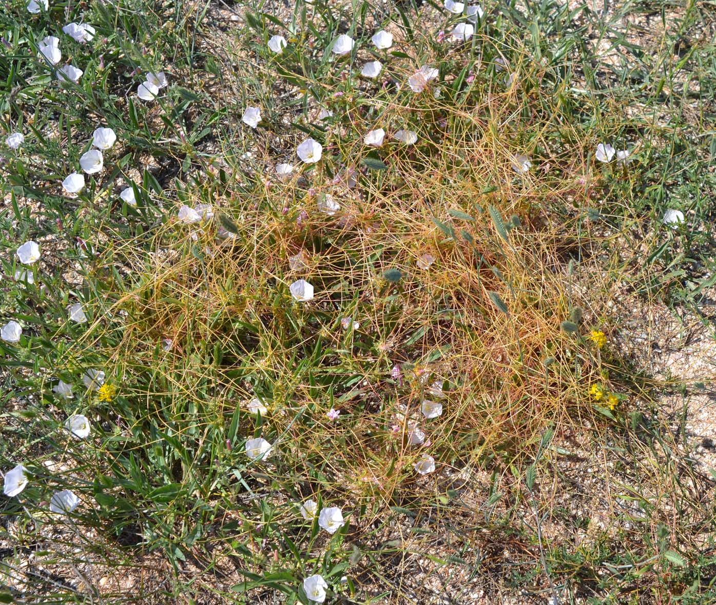Image of genus Cuscuta specimen.