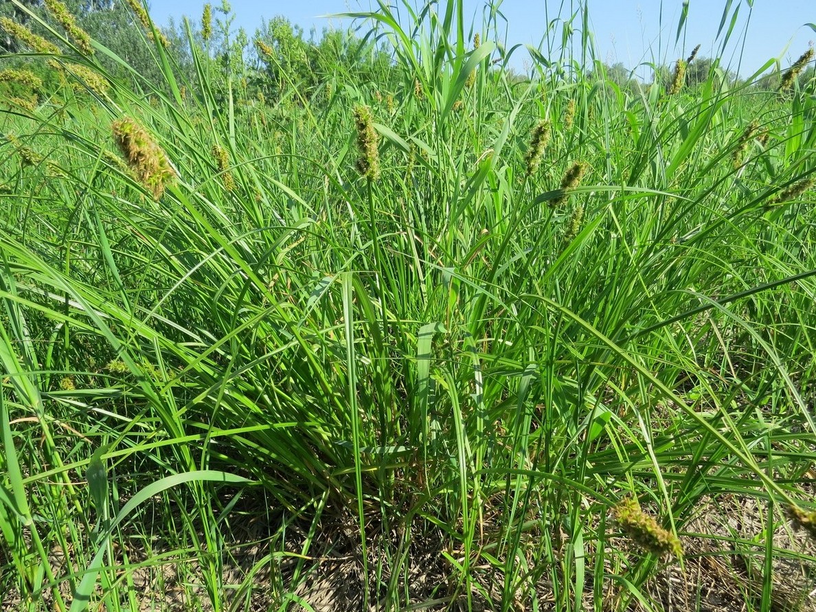 Image of Carex vulpina specimen.