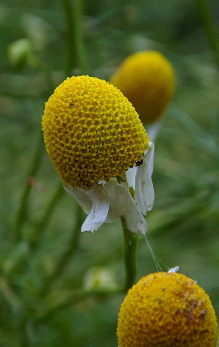 Image of Matricaria recutita specimen.