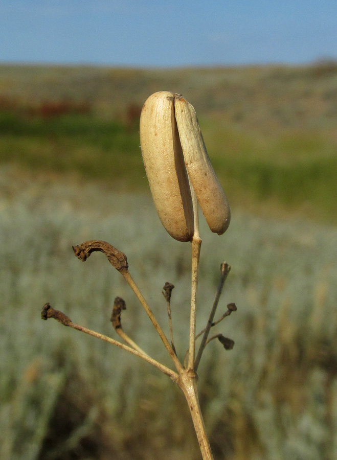 Image of Prangos odontalgica specimen.