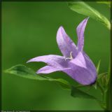 Image of taxon representative. Author is Вадим Прохоров