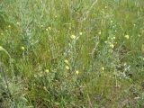 Helichrysum arenarium