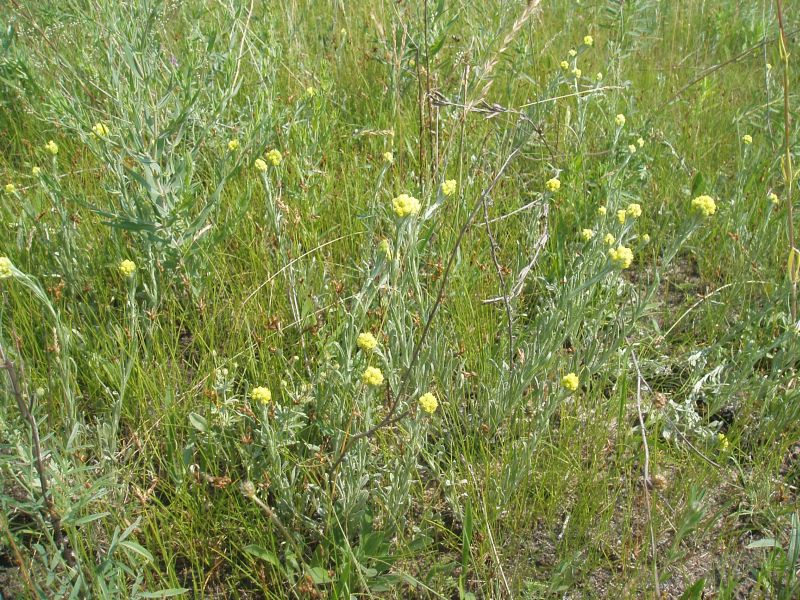 Image of Helichrysum arenarium specimen.