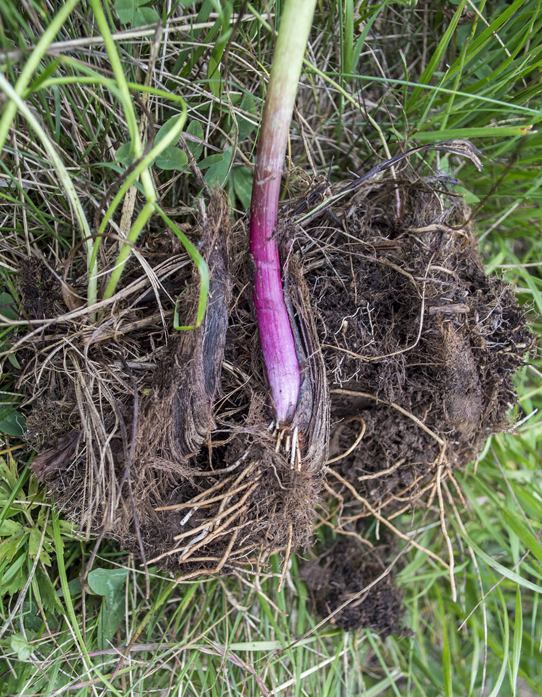 Image of Allium victorialis specimen.