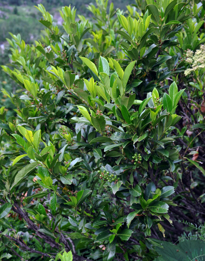 Image of Lauro-cerasus officinalis specimen.