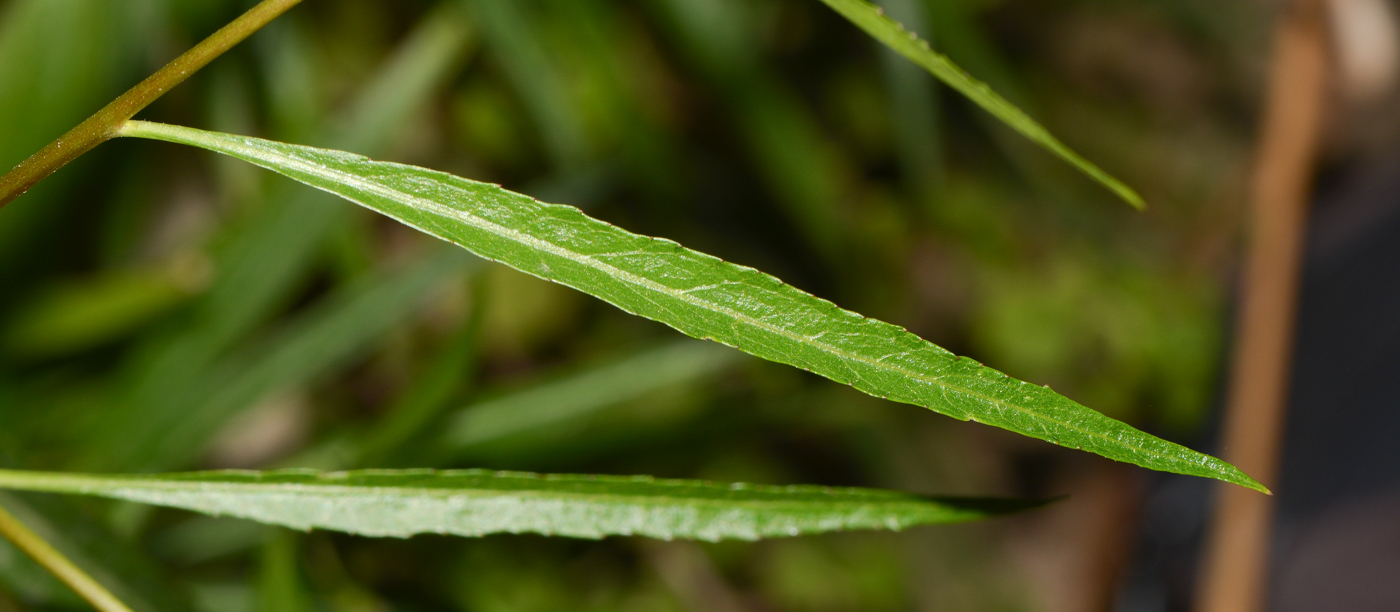 Изображение особи Lobelia laxiflora.