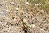 Echinops knorringianus. Плодоносящее растение. Узбекистан, Андижанская обл., Андижанский р-н; Ферганская долина, Хаканские адыры. 21.07.2017.