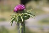 Silybum marianum