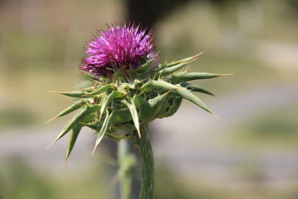 Изображение особи Silybum marianum.