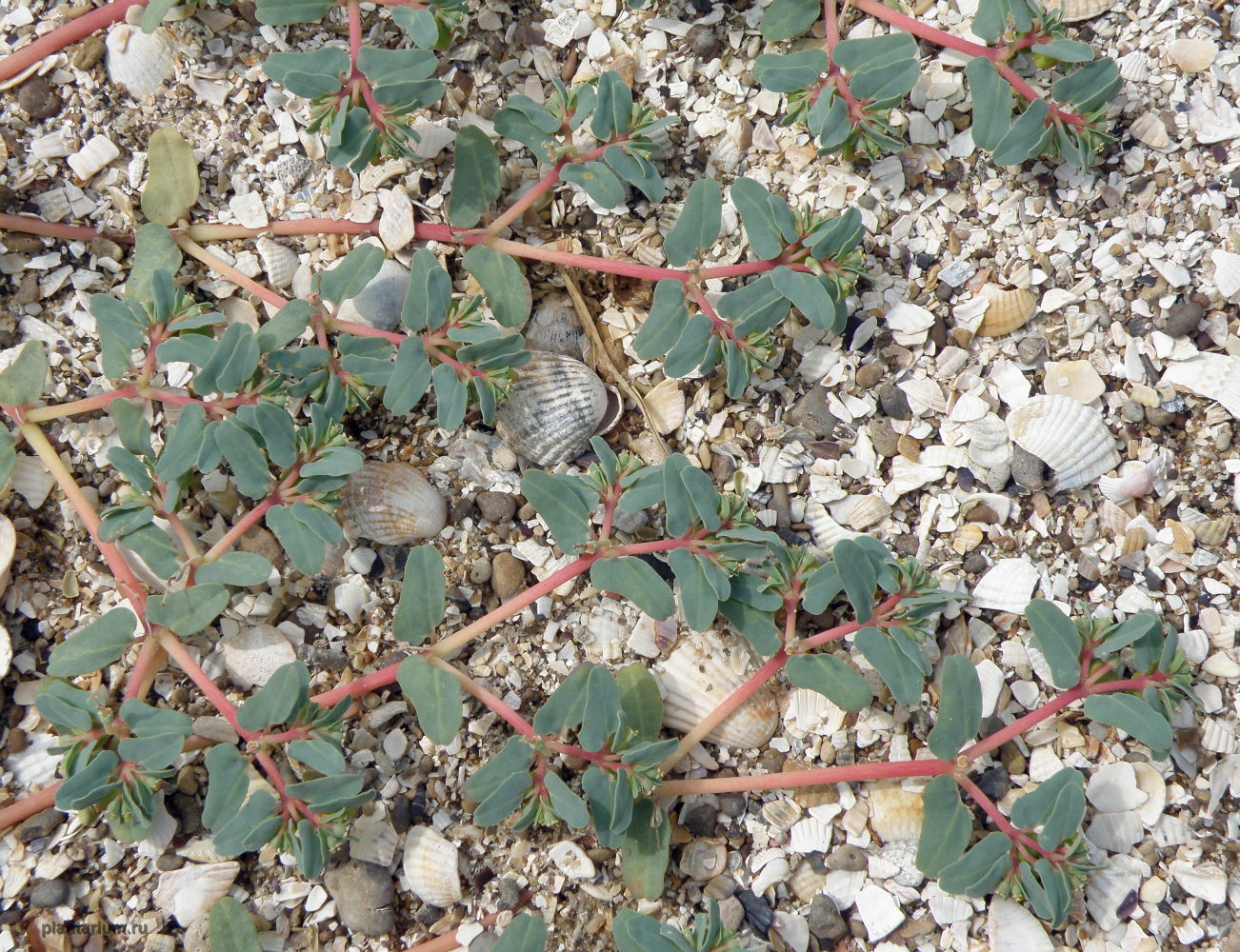 Image of Euphorbia peplis specimen.