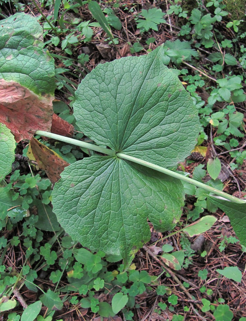 Изображение особи Valeriana tiliifolia.