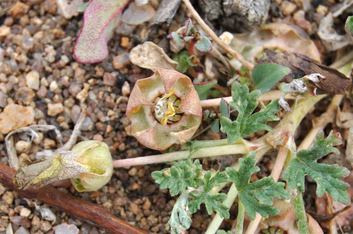 Image of Grielum humifusum specimen.