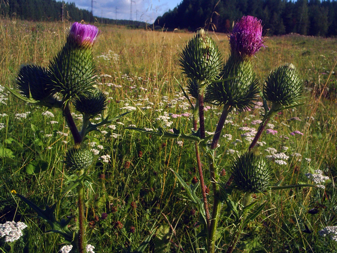 Изображение особи Cirsium vulgare.