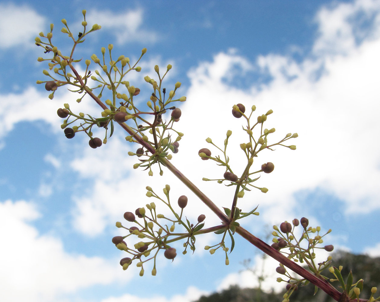 Изображение особи род Galium.